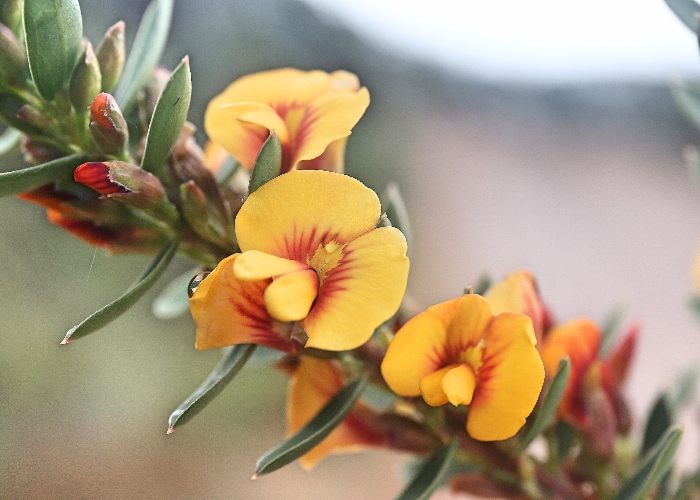 Western Australian Plants Fabaceae